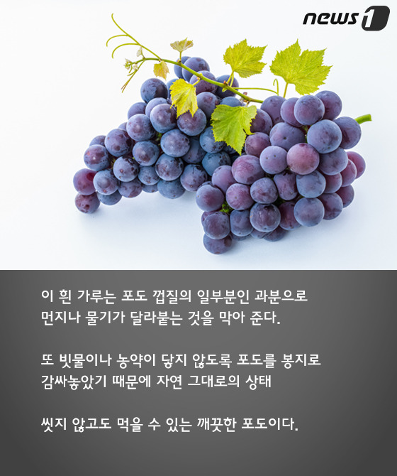 포도송이 이미지
