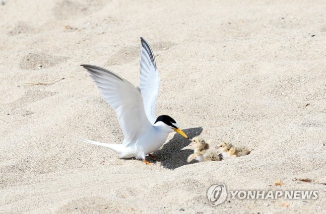 갈매기둥지 이미지