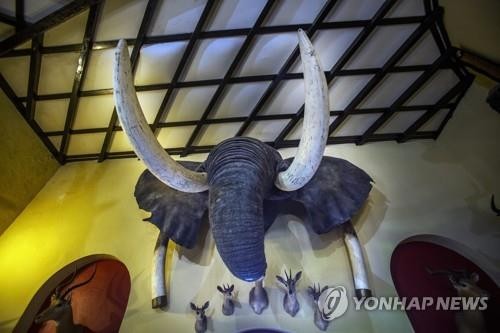 코끼리광고 이미지