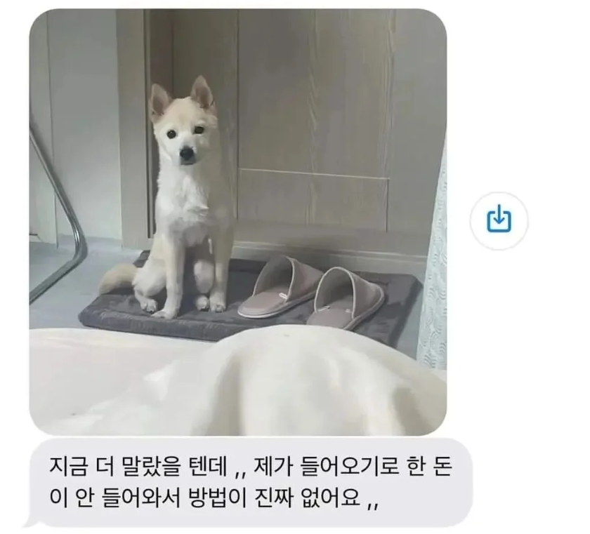 임신 중에 개를 키우는 것은 위험한가요