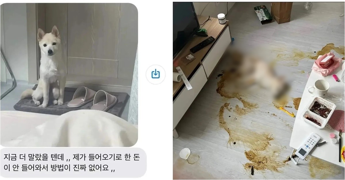 임신 중에 개를 키우는 것은 위험한가요