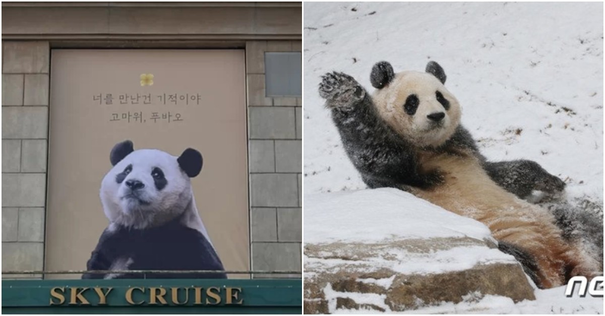 푸바오 中 반환 날짜 발표 후 에버랜드 근황 Snsfeed 제휴콘텐츠 제공 실시간 핫이슈