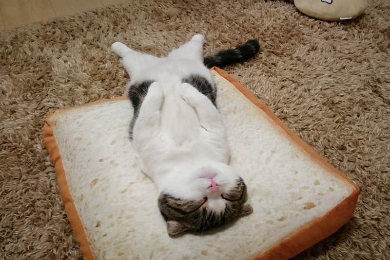 ‘식빵’위에 벌렁 드러누운 고양이?…알고보니 ‘쿠션’이었네 | 디스패치 | 뉴스는 팩트다!