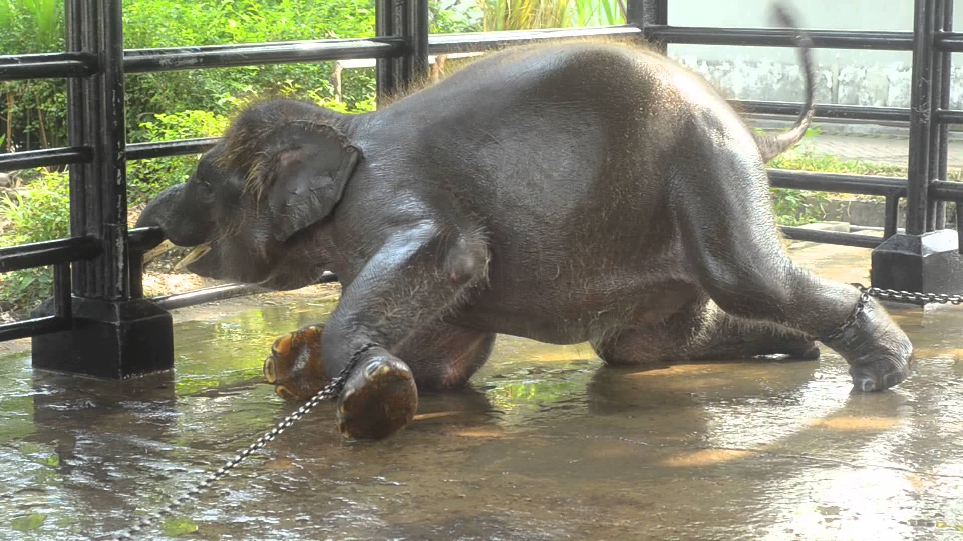 Zoo sx. Зоопарк Сурабая Индонезия. Российский зоопарк. Несчастные животные в зоопарке. Бедные животные в зоопарке.