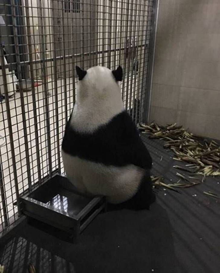 판다곰 이미지