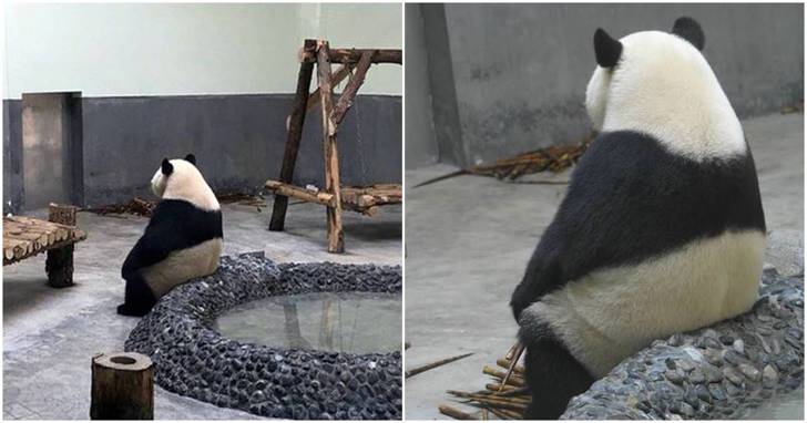 판다곰 이미지