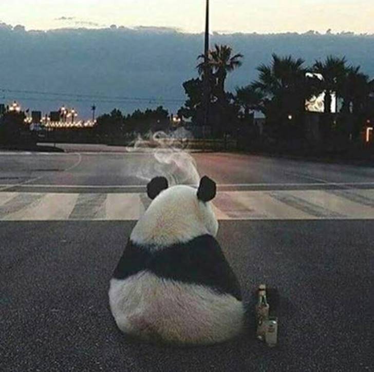 판다곰 이미지